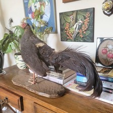 Taxidermy bird vintage real
