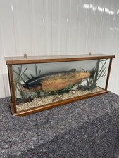 Vintage 20th Century Taxidermy