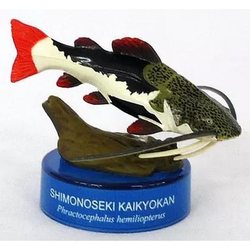 Redtail catfish capsule - catfish,