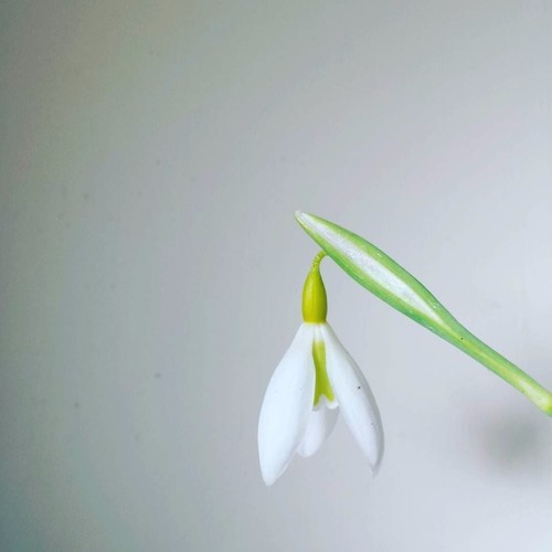 Galanthus wendy gold - 'wendy's, gold'