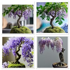 Wisteria Bonsai starter in a live moss pot!Outdoor tree,Easy to grow gift idea