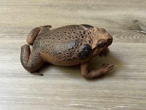 Taxidermy cane toad decor - taxidermy,
