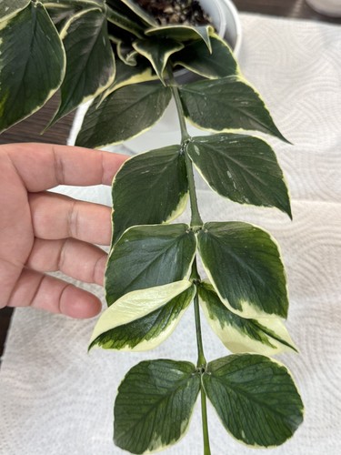 Hoya polyneura outer