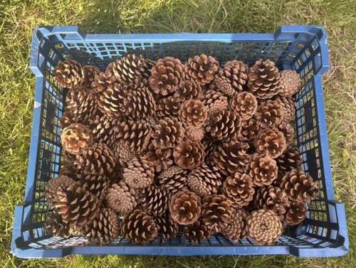 100 pcs natural - 100,
