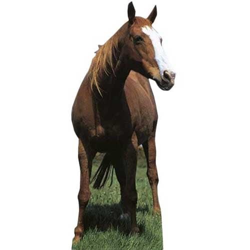 Horse lifesize cardboard - lifesize,