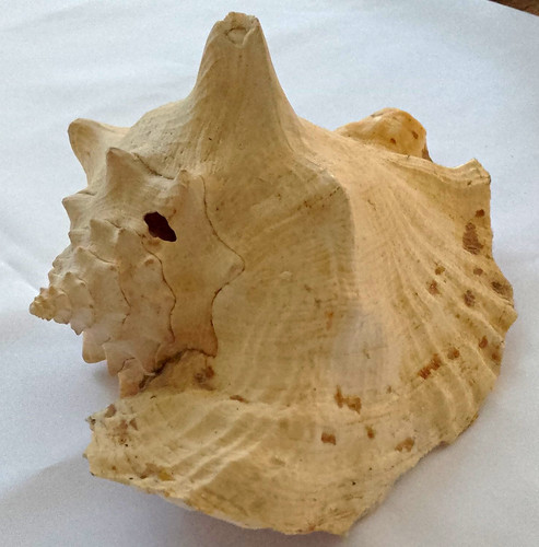 Large natural unpolished - unpolished, conch
