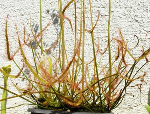 Drosera binata dichotoma - dichotoma,