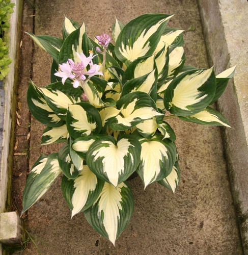 Hosta whirlwind plant - whirlwind, sent