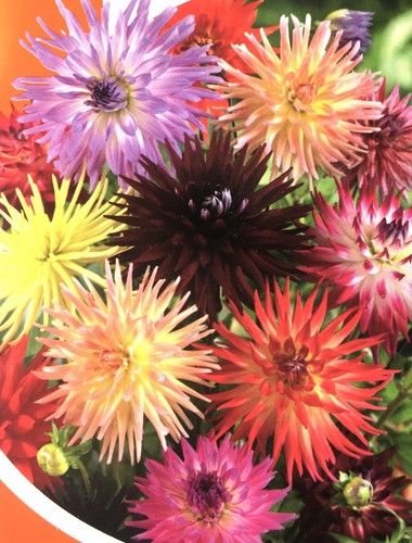 Dahlia cactus mix - , seeds