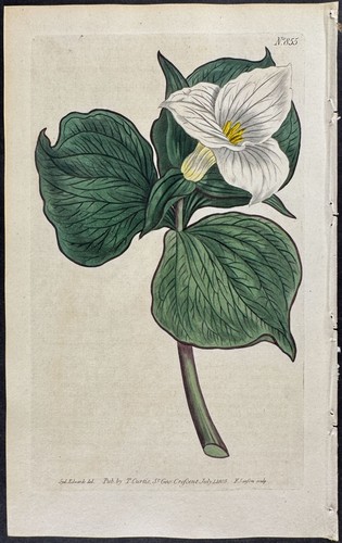 Curtis funnel flowered - curtis, funnel-flowered