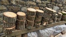 Small Tree Stumps for Crafts Home Garden Decoration ✨BUY 1  GET 1 FREE✨