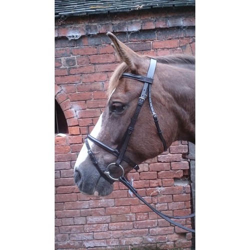 Shetland flash bridle - flash,