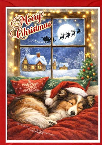 Shetland sheepdog sheltie - sheepdog, /