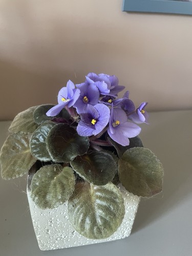 African violet blue cuttings - african,
