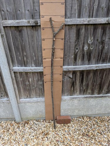 Blackthorn walking stick shank - blackthorn,