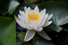WATER LILY WHITE  GLADSTONIANA