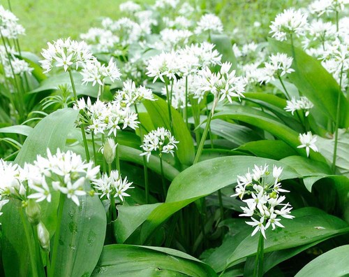 Wild garlic bulbs - garlic,