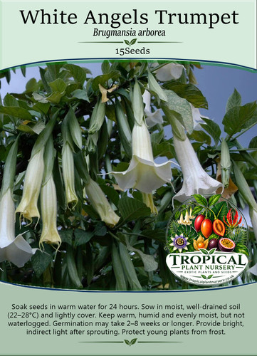 White trumpet brugmansia - white,