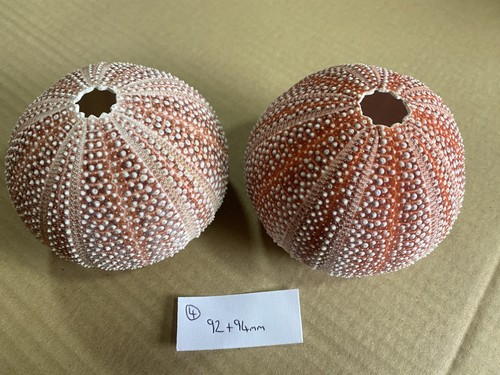 Large scottish sea urchins - 2,