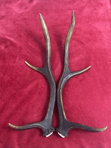 Pair red deer antlers - of, 551g