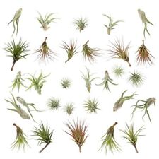 Air Plants - RANGE OF SPECIES
