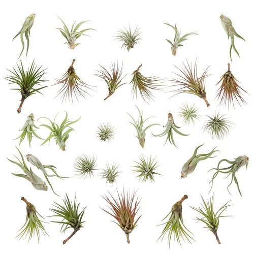 Air plants range of - plants,