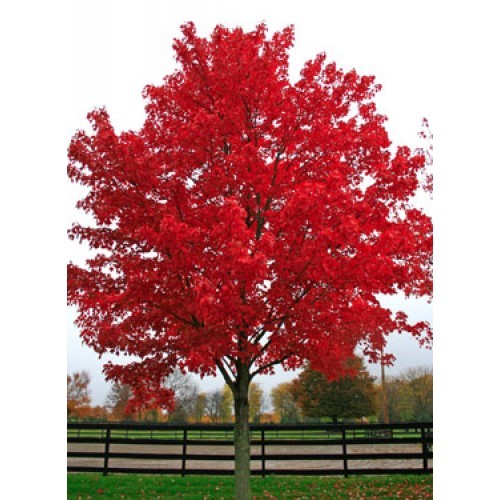 Acer rubrum october glory - glory', /
