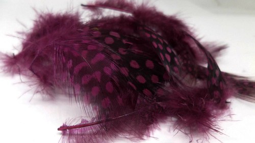 Ifs guinea fowl dyed dark - dyed,