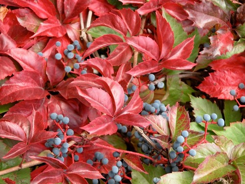 Parthenocissus quinquefolia