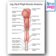HUMAN ANATOMY MUSCLES LEG, HIP