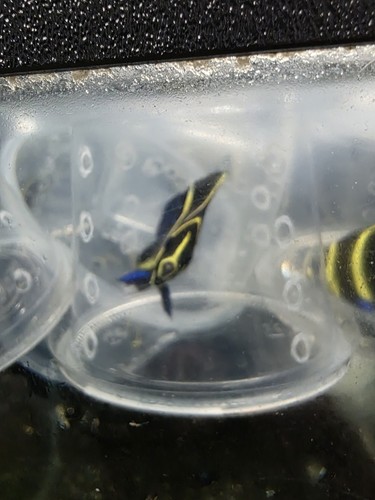Saltwater fish french angel - saltwater,