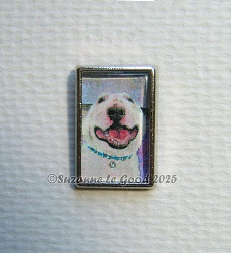 English bull terrier - bull,