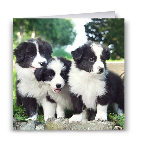 Border collie puppies greeting - collie,
