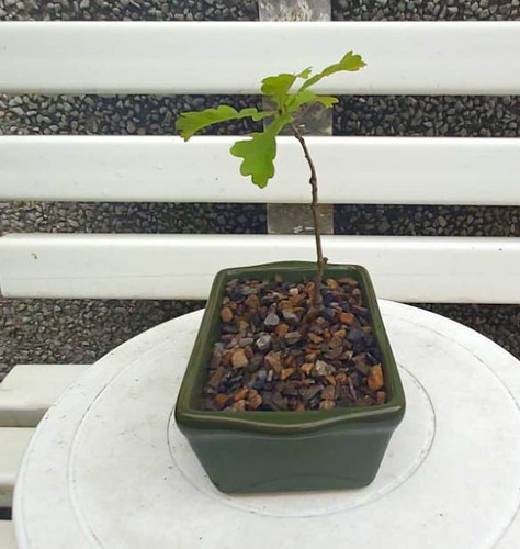 Young potted oak seedling - young,,