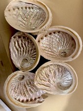 Collectable. Abalone Shells