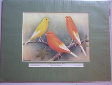 Border, Norwich, Yorkshire