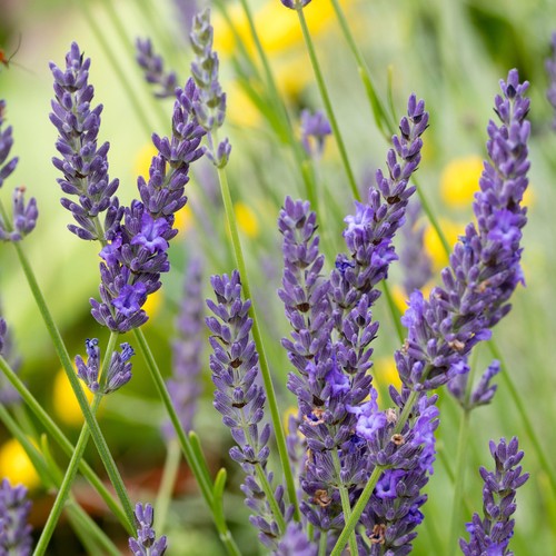 Lavender grosso hardy tall - grosso,
