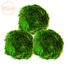 3X Large Marimo Moss Balls