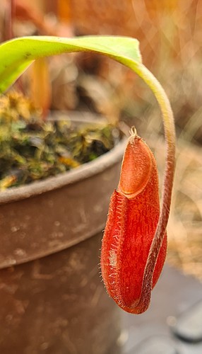 Nepenthes singalana - nepenthes, x
