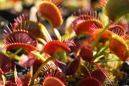 Venus fly trap - venus,