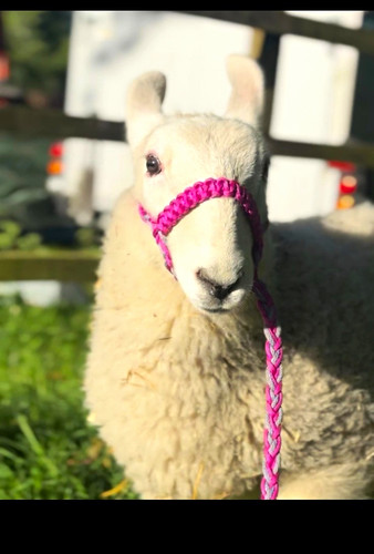 Pink rope headcollar halter - pink,