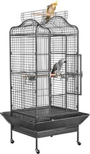 Rolling African Grey Parrot
