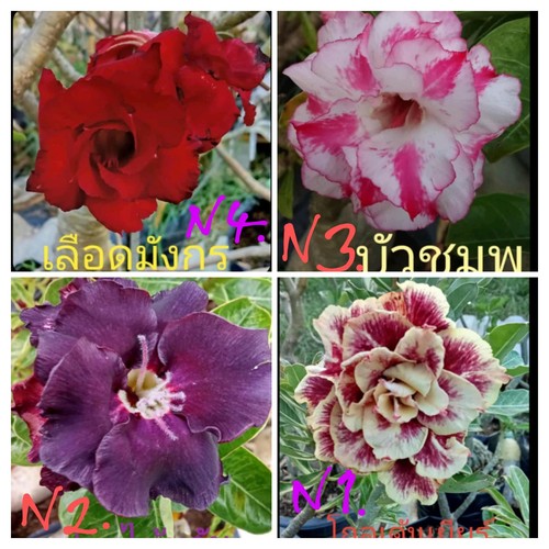 Desert rose seeds adenium - seeds,