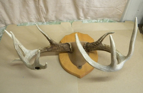 Vintage ohio point buck - vintage,