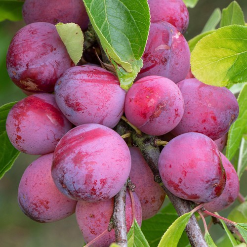 Plum victoria tree - plum, grow
