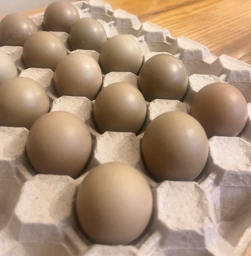 X12 pheasant eggs - x12,