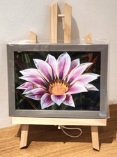 Wall Art "Daisy and spider"  Araluen Western Australia 5x7" Framed Print & Easel