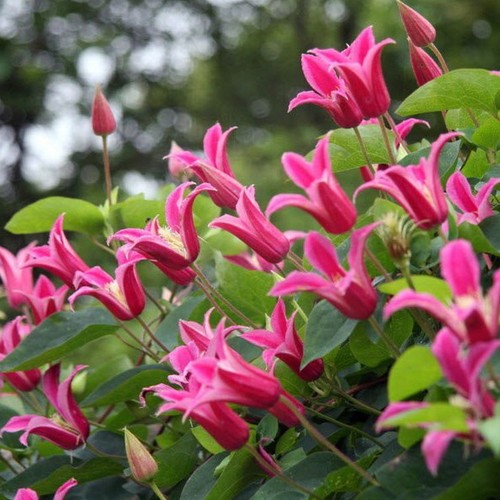 Clematis princess diana - clematis, 'princess