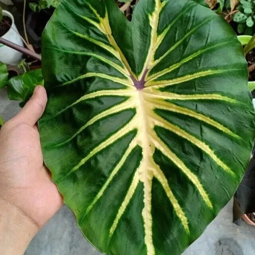 Colocasia white lava plug - white,
