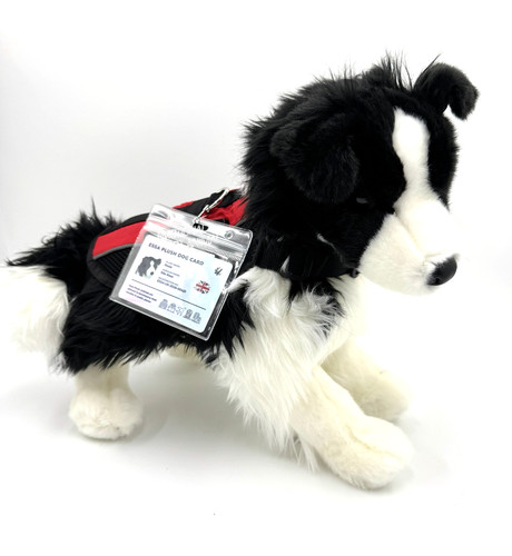 Douglas chase border collie - douglas,